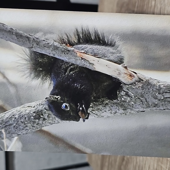 4x6 Cute Black Squirrel Eating in‎ a Tree Oil Painting Art Photography Print - Picture 3 of 4